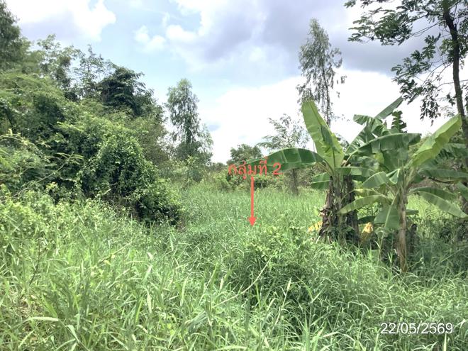 picture LAND 3979 Sq.w. Khlong Khlung Kamphaeng Phet for 4.5M - 13/32
