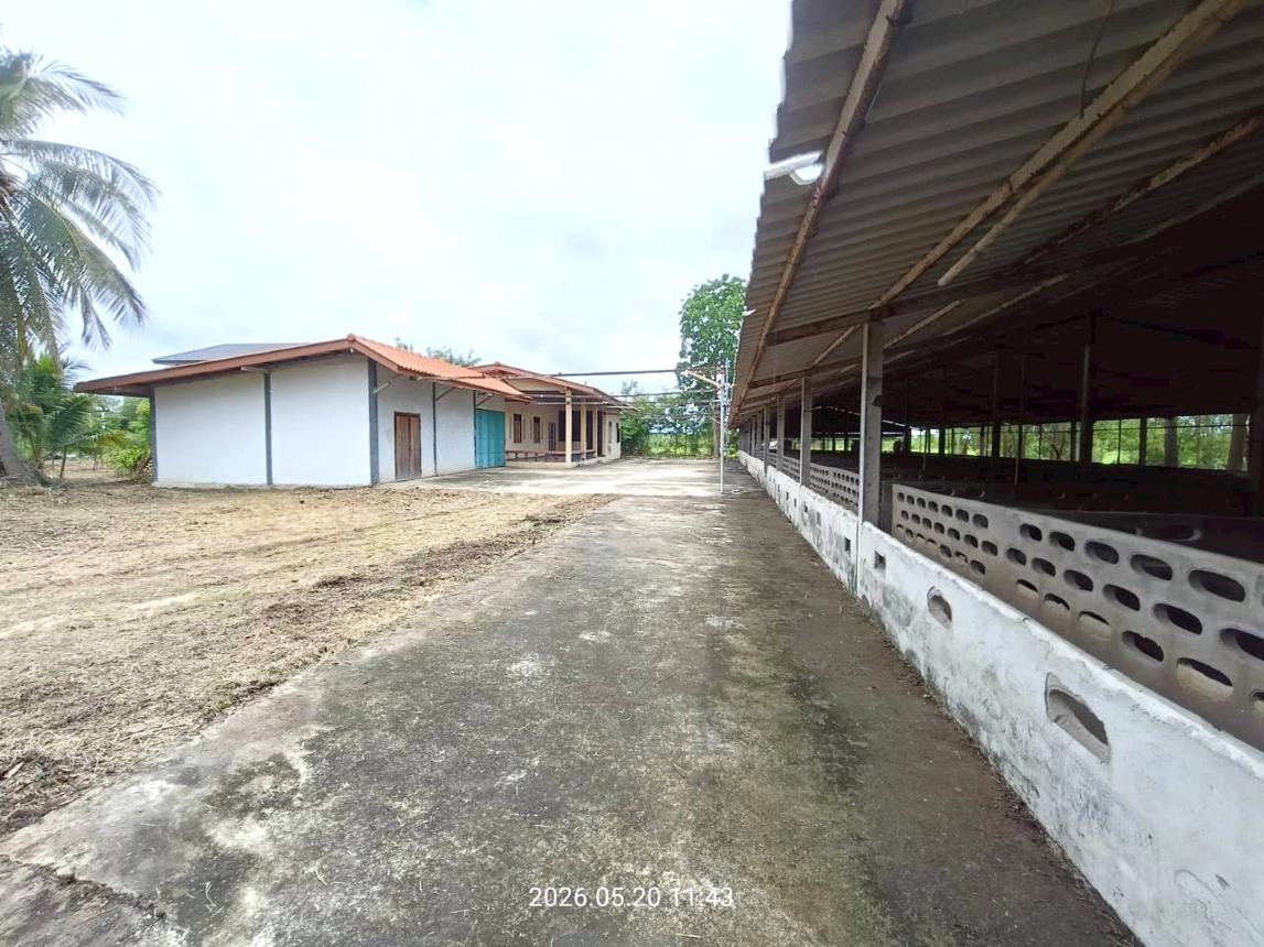 รูป บ้านเดี่ยว 2000 ตร.วา ศรีประจันต์ สุพรรณบุรี 3.8M - รูปที่ 36/46