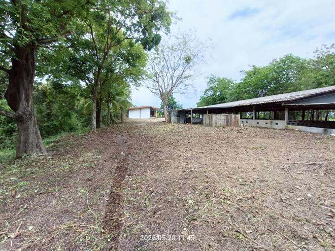 รูป บ้านเดี่ยว 2000 ตร.วา ศรีประจันต์ สุพรรณบุรี 3.8M - รูปที่ 20/46