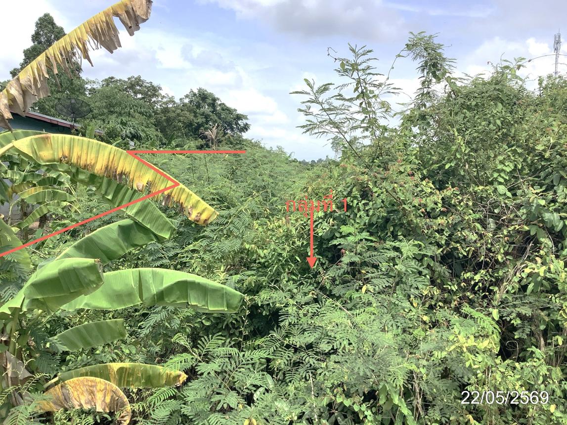 picture LAND 3979 Sq.w. Khlong Khlung Kamphaeng Phet for 4.5M - 20/32