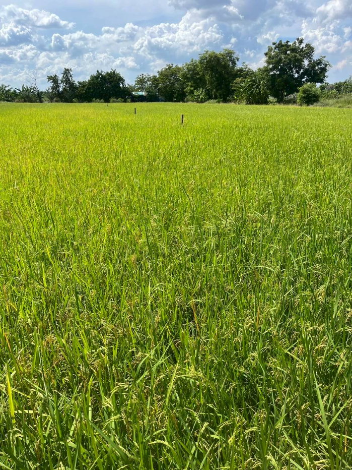 รูป ขายที่ดินเปล่า 116 ตร.วา หนองเพรางาย ไทรน้อย นนทบุรี ใกล้บางใหญ่ ปลูกบ้านสวนบรรยากาศดี ราคาถูก เพียง 7 แสนบาท - รูปที่ 5/9
