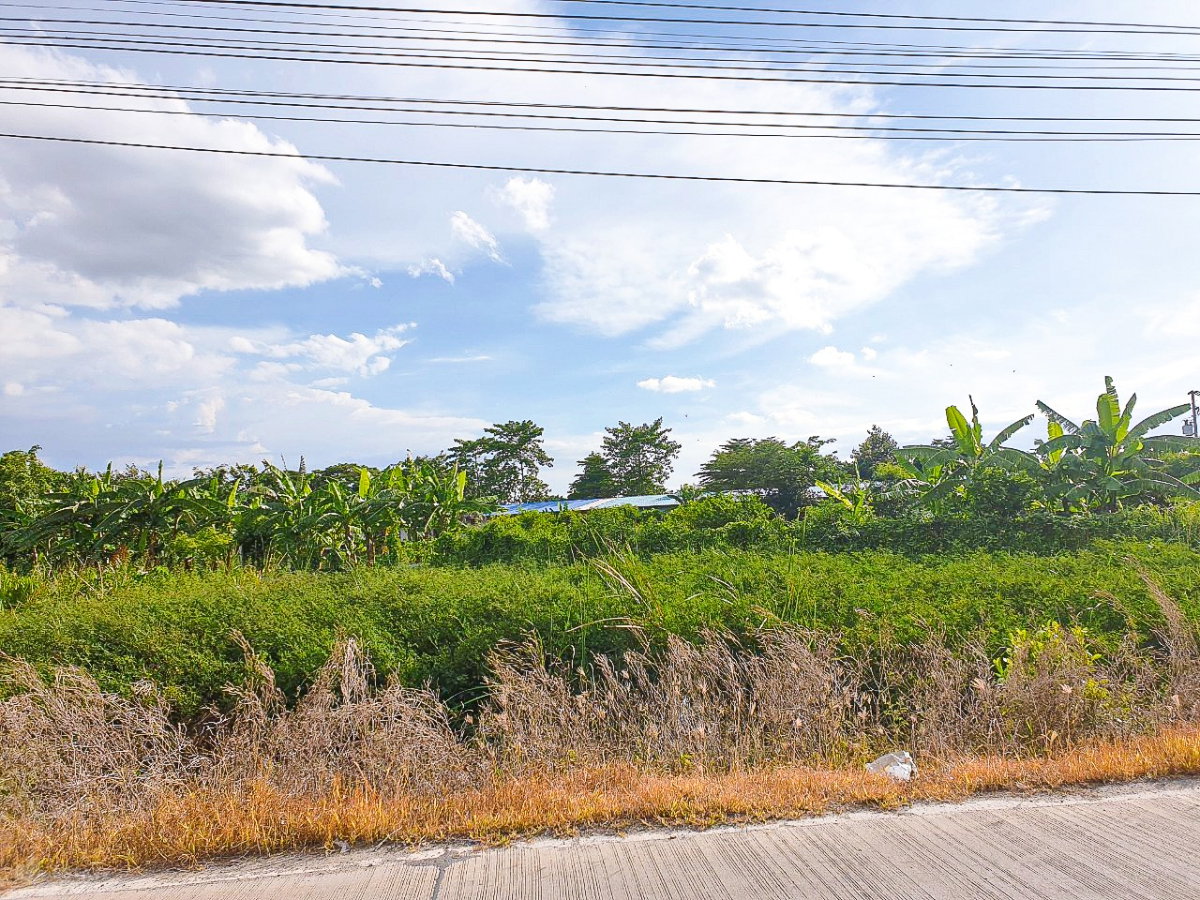 รูป ขายที่ดินราชพฤกษ์ตัดใหม่ 346 ซอยเกาะเกียง 4 ไร่กว่า มีสระบัว บรรยากาศรีอร์ท ใกล้ทางด่วน - รูปที่ 3/10