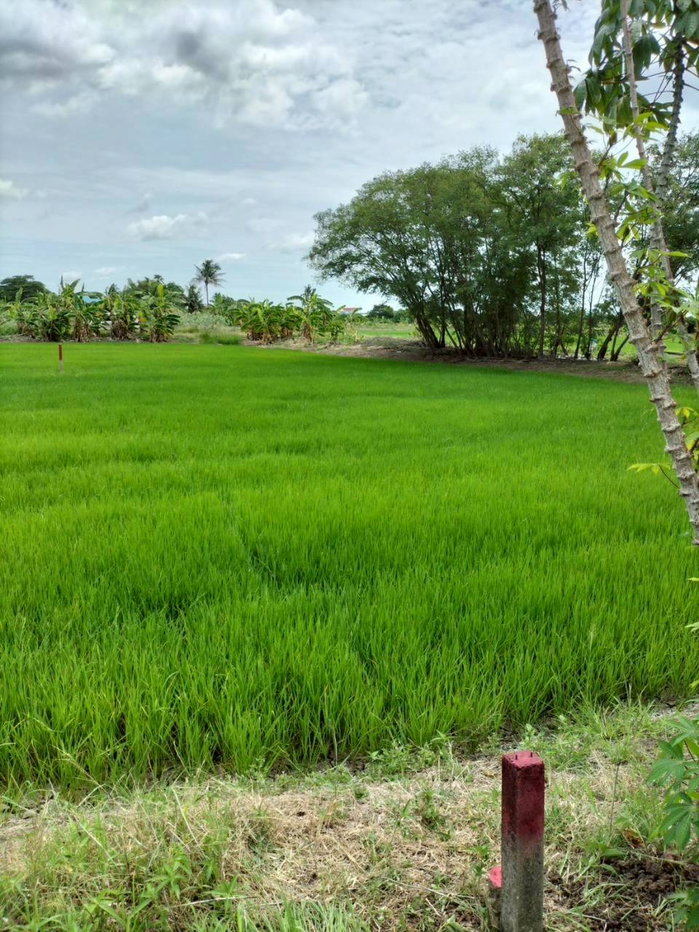 รูป ขายที่ดินเปล่า 116 ตร.วา หนองเพรางาย ไทรน้อย นนทบุรี ใกล้บางใหญ่ ปลูกบ้านสวนบรรยากาศดี ราคาถูก เพียง 7 แสนบาท - รูปที่ 9/9