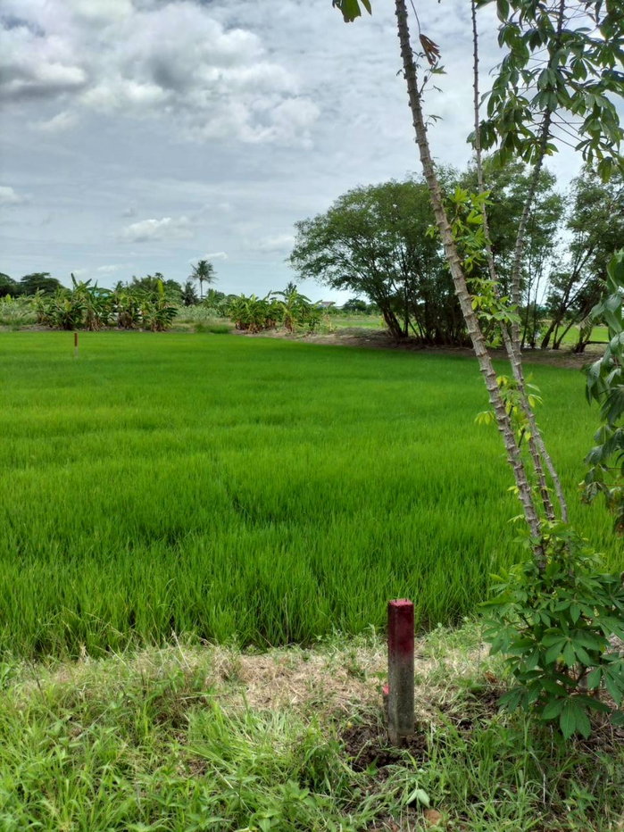 รูป ขายที่ดินเปล่า 116 ตร.วา หนองเพรางาย ไทรน้อย นนทบุรี ใกล้บางใหญ่ ปลูกบ้านสวนบรรยากาศดี ราคาถูก เพียง 7 แสนบาท - รูปที่ 8/9