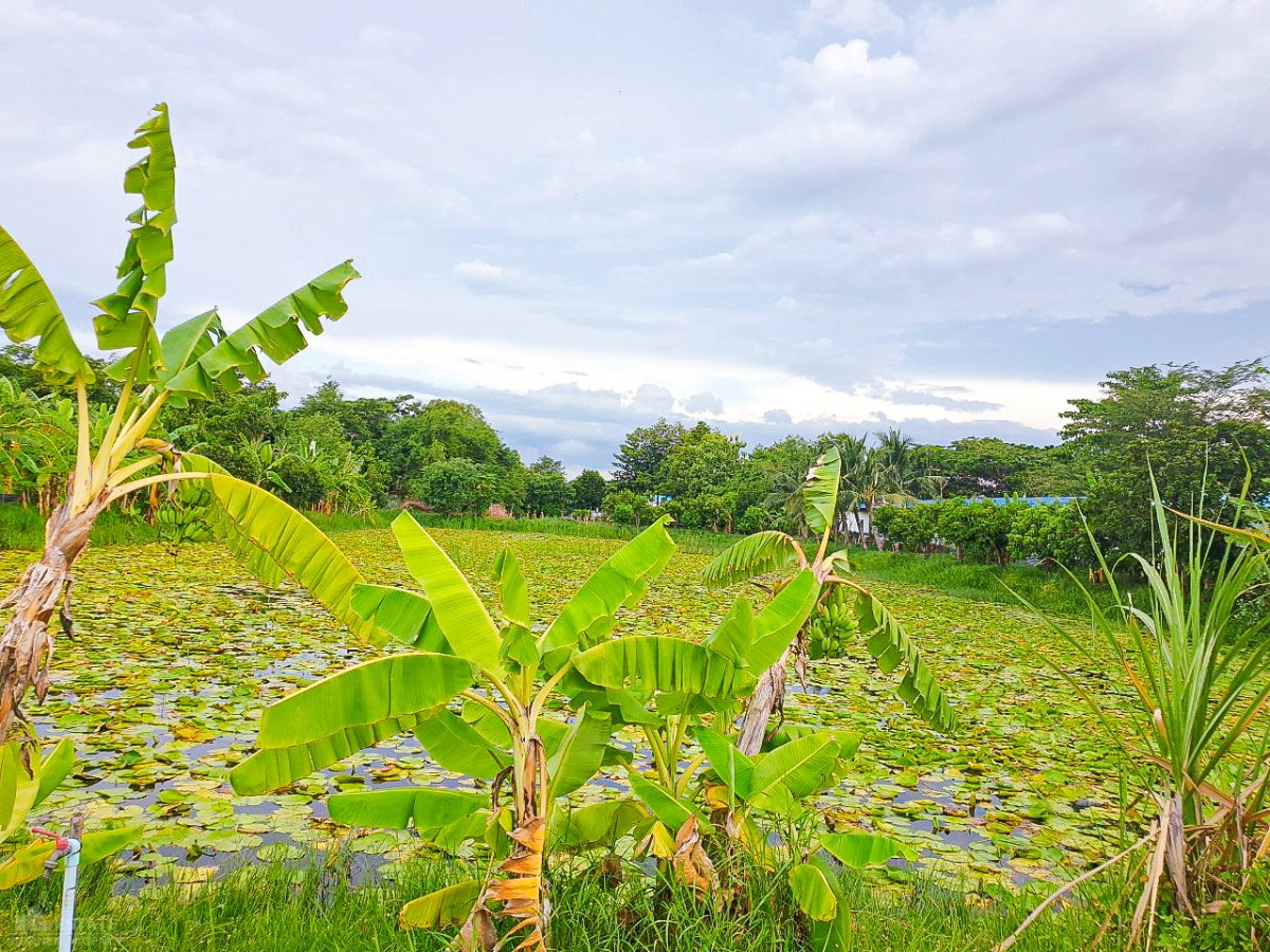 รูป ขายที่ดินราชพฤกษ์ตัดใหม่ 346 ซอยเกาะเกียง 4 ไร่กว่า มีสระบัว บรรยากาศรีอร์ท ใกล้ทางด่วน - รูปที่ 5/10