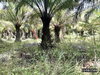 listing thumbnail image 4