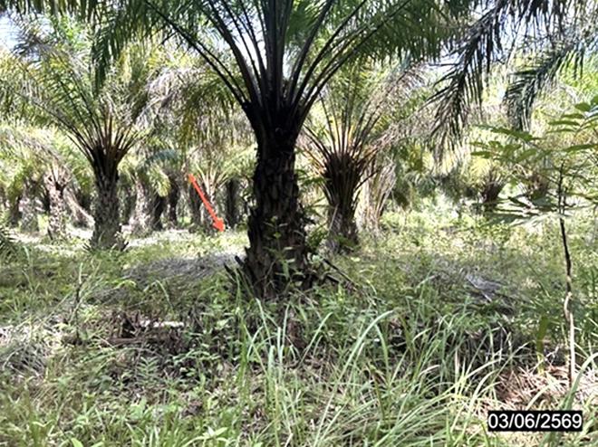 รูป บ้านเดี่ยว 1600 ตร.วา กุฉินารายณ์ กาฬสินธุ์ 938,000 - รูปที่ 5/15