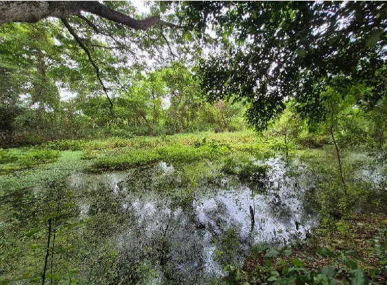 รูป ที่ดินเปล่า 1607 ตร.วา อำเภออินทร์บุรี จังหวัดสิงห์บุรี 4M - รูปที่ 8/11
