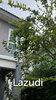 listing thumbnail image 23
