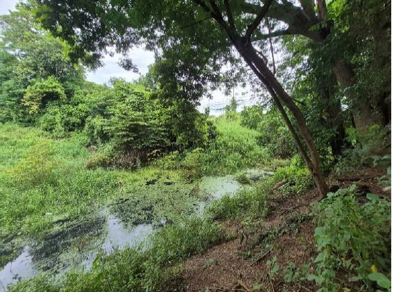 รูป ที่ดินเปล่า 1607 ตร.วา อำเภออินทร์บุรี จังหวัดสิงห์บุรี 4M - รูปที่ 7/11