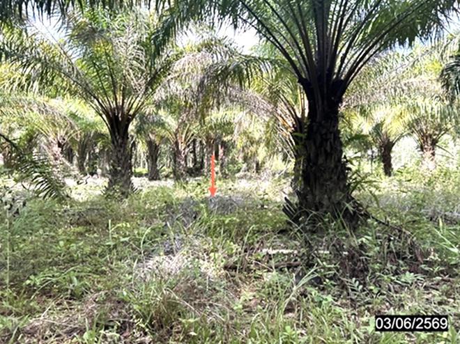 รูป บ้านเดี่ยว 1600 ตร.วา กุฉินารายณ์ กาฬสินธุ์ 938,000 - รูปที่ 6/15