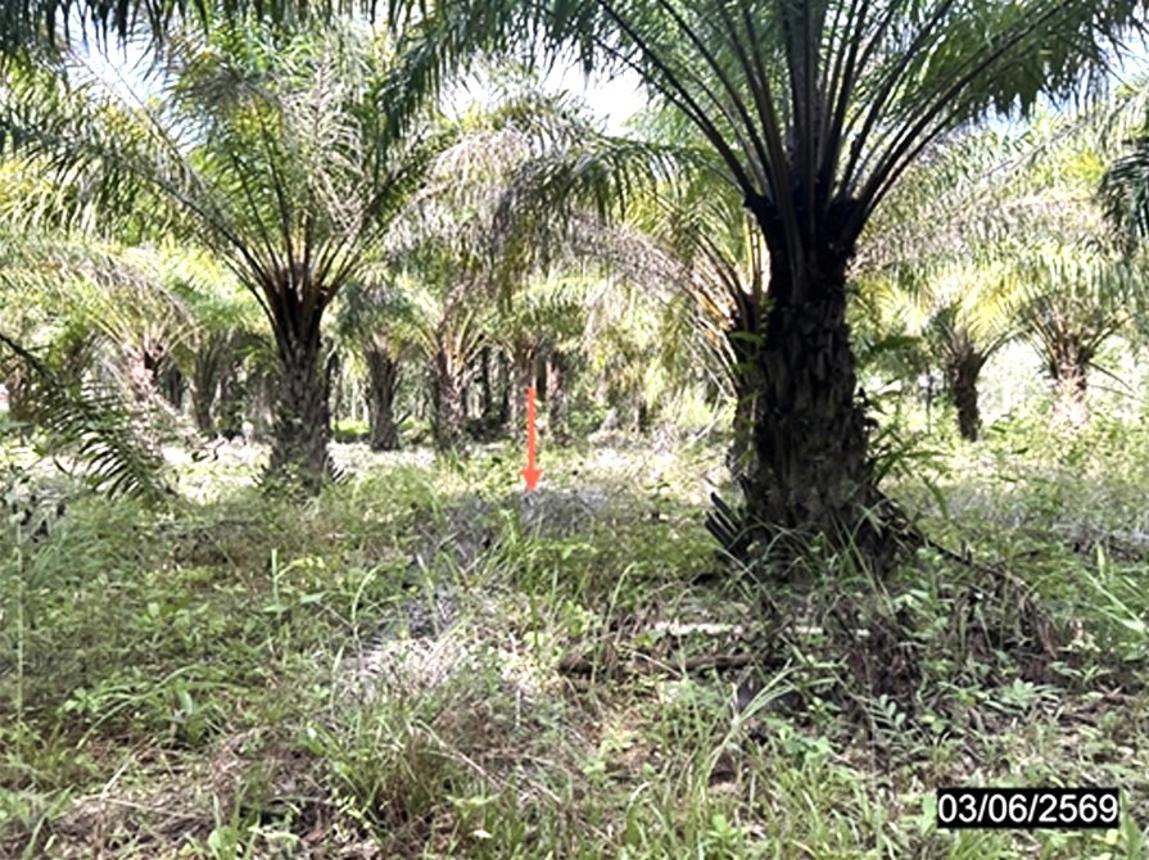 รูป บ้านเดี่ยว 1600 ตร.วา กุฉินารายณ์ กาฬสินธุ์ 938,000 - รูปที่ 11/15