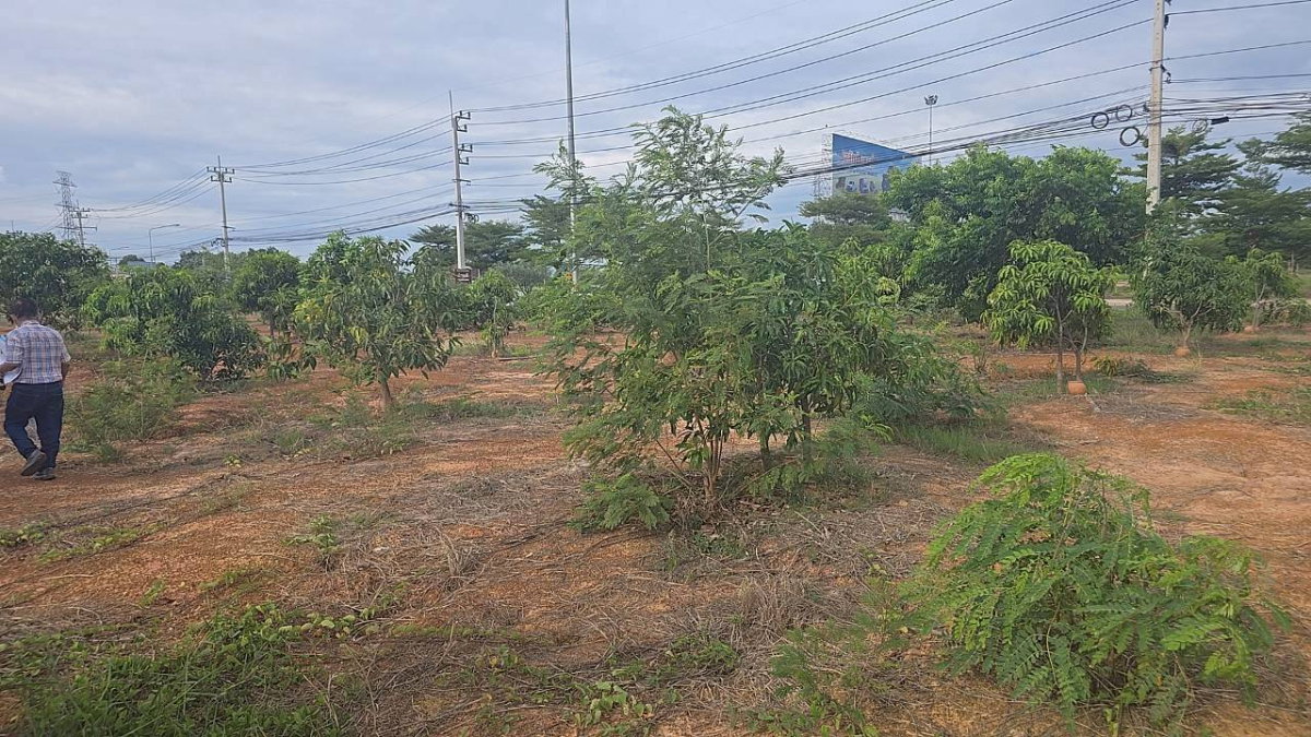 รูป ขายที่ดินเกือบสามไร่ ติดถนนใหญ่  ต.สมอแข อ.เมือง จ.พิษณุโลก ราคาต่อรองได้ - รูปที่ 6/10