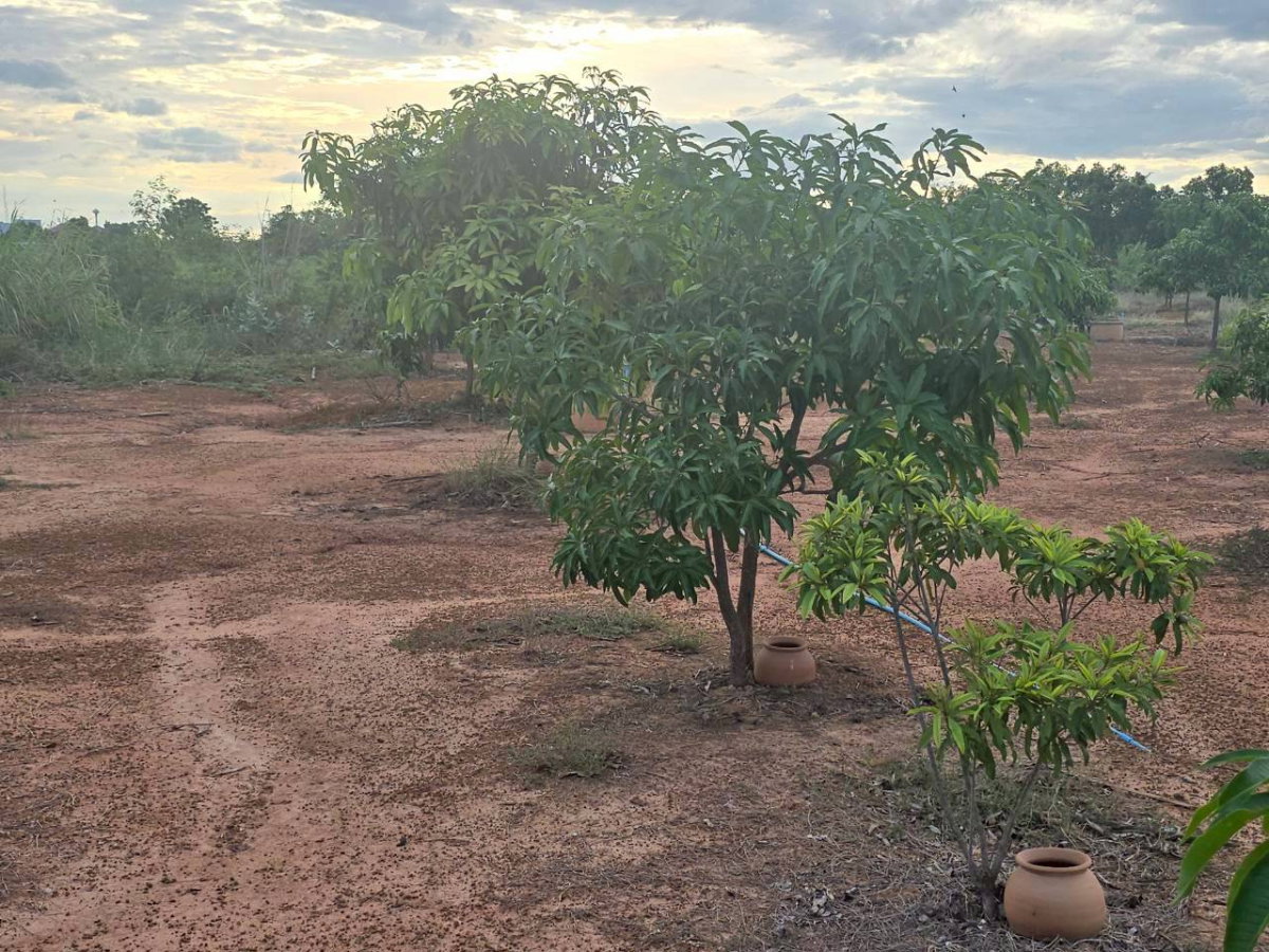 รูป ขายที่ดินเกือบสามไร่ ติดถนนใหญ่  ต.สมอแข อ.เมือง จ.พิษณุโลก ราคาต่อรองได้ - รูปที่ 7/10