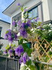 listing thumbnail image 1