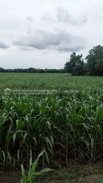 รูป ขาย ที่ดินแปลงใหญ่ 21-3-84.9 ไร่ ต.นายาว อ.พระพุทธบาท จ.สระบุรี - รูปที่ 5/22