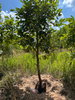 listing thumbnail image 4