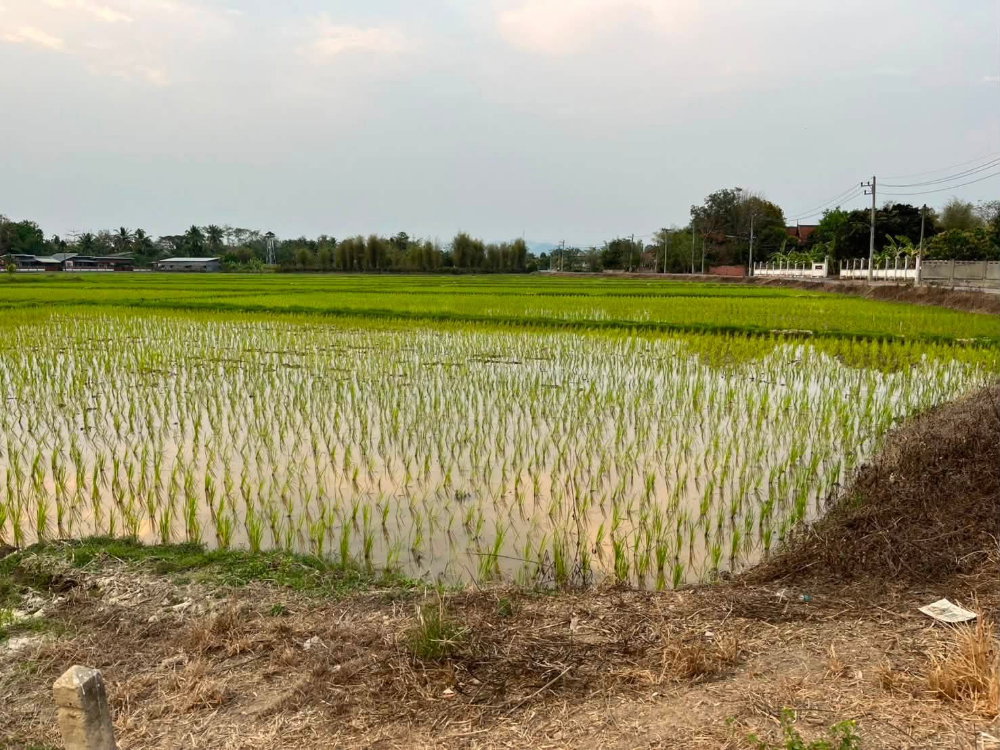 รูป เจ้าของขายเอง: ที่ดินทำเลศักยภาพเชียงใหม่ - ดอยสะเก็ด ใกล้เมือง เดินทางสะดวก มีความกึ่งเมือง กึงวัฒนธรรม - รูปที่ 3/7