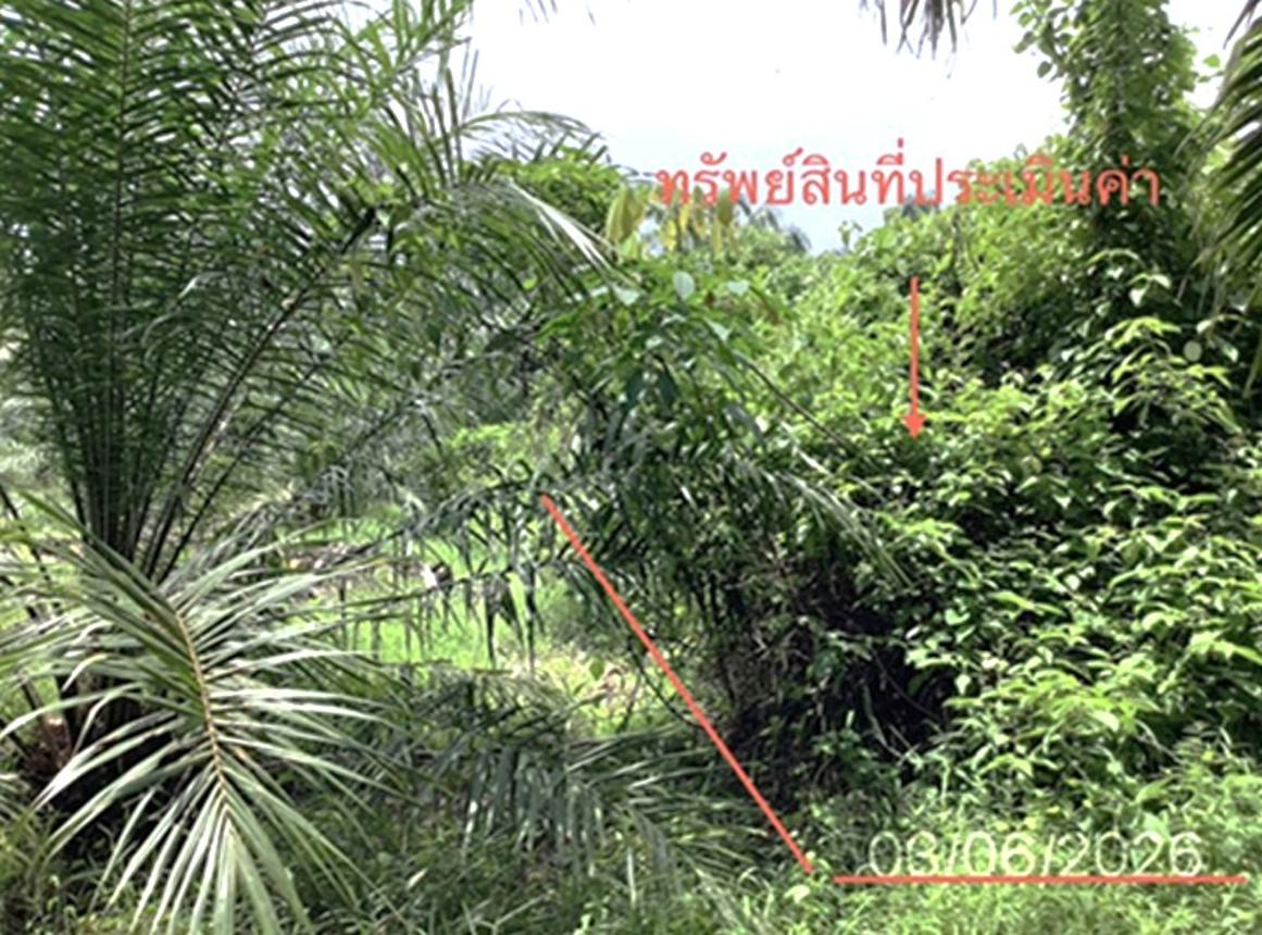 รูป ที่ดินว่างเปล่า 125 ตร.วา ปะเหลียน ตรัง 1.4M - รูปที่ 12/16