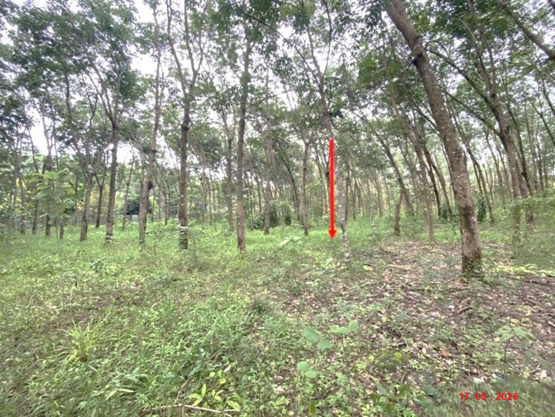 picture HOME 9771.8 Sq.w. Rattana Wapi Nongkai for 18.7M - 54/60