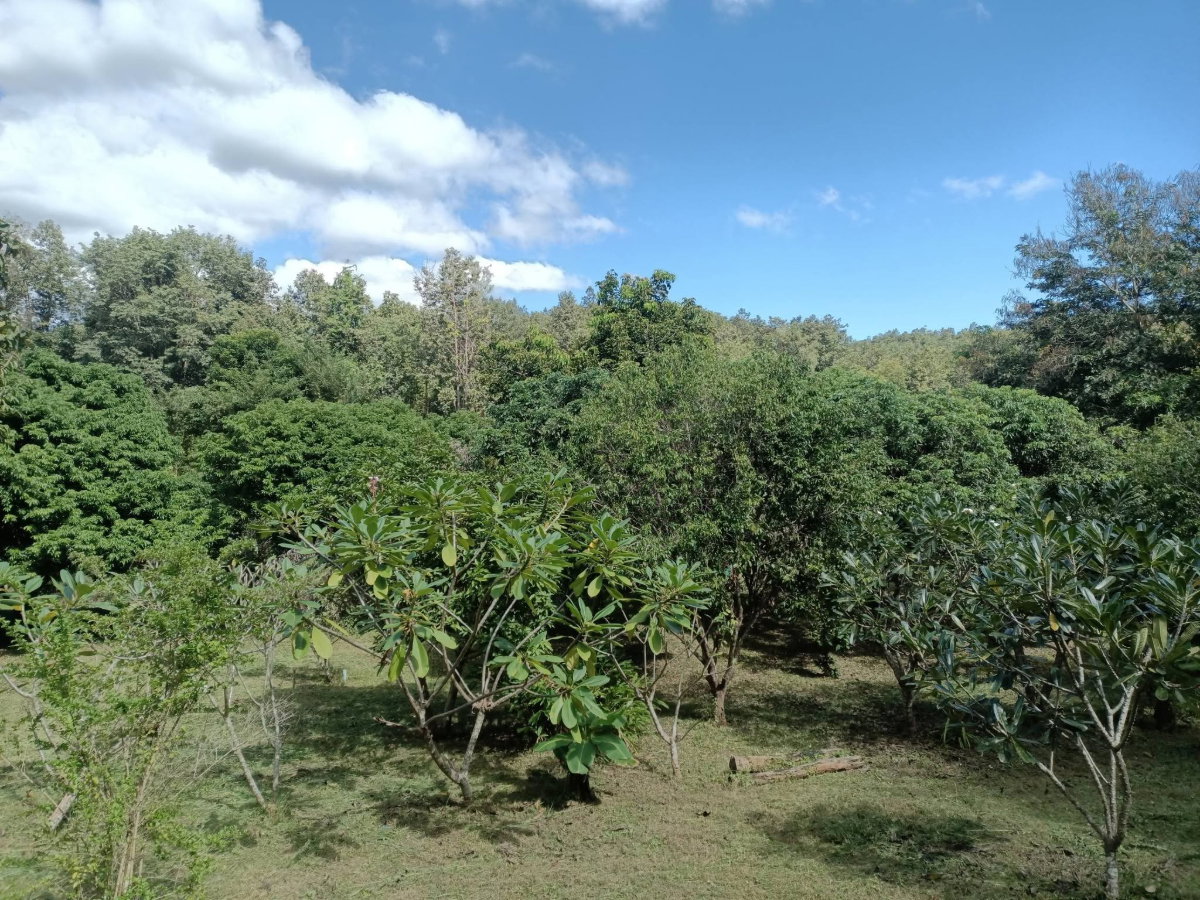 รูป ขายด่วน! บ้านสวนบรรยากาศดี ใกล้ธรรมชาติ น้ำแพร่-หางดง 🌳🏔️ T. 063-6649056 - รูปที่ 4/14
