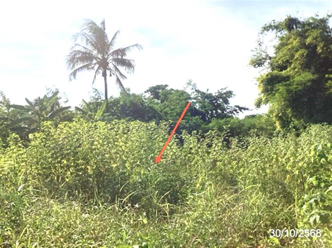 รูป ที่ดินว่างเปล่า 129 ตร.วา แม่ลาว เชียงราย 516,000 - รูปที่ 3/14