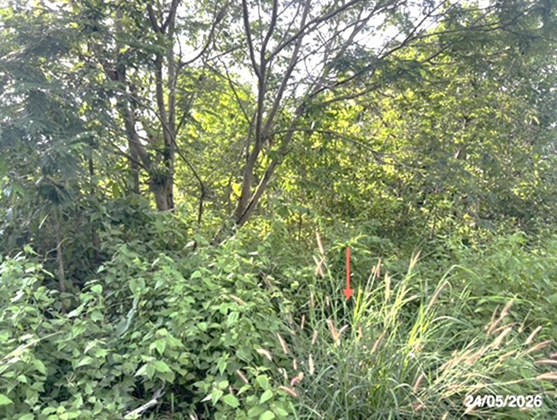 picture LAND 5451.5 Sq.w. Na Chaluai Ubon Ratchathani for 12M - 19/24