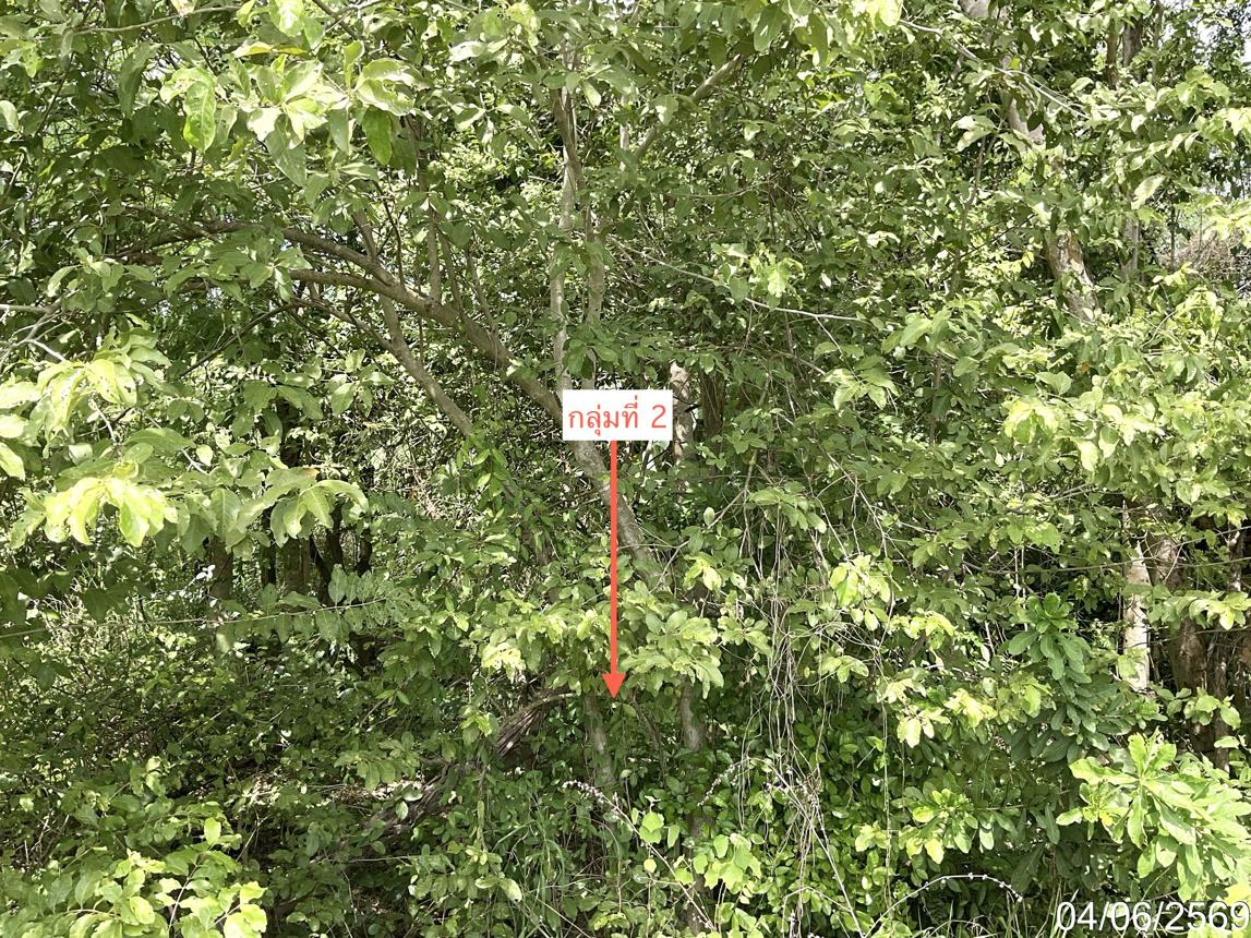 picture LAND 171.9 Sq.w. Muang Uthai Thani Uthai Thani for 627,000 - 8/12