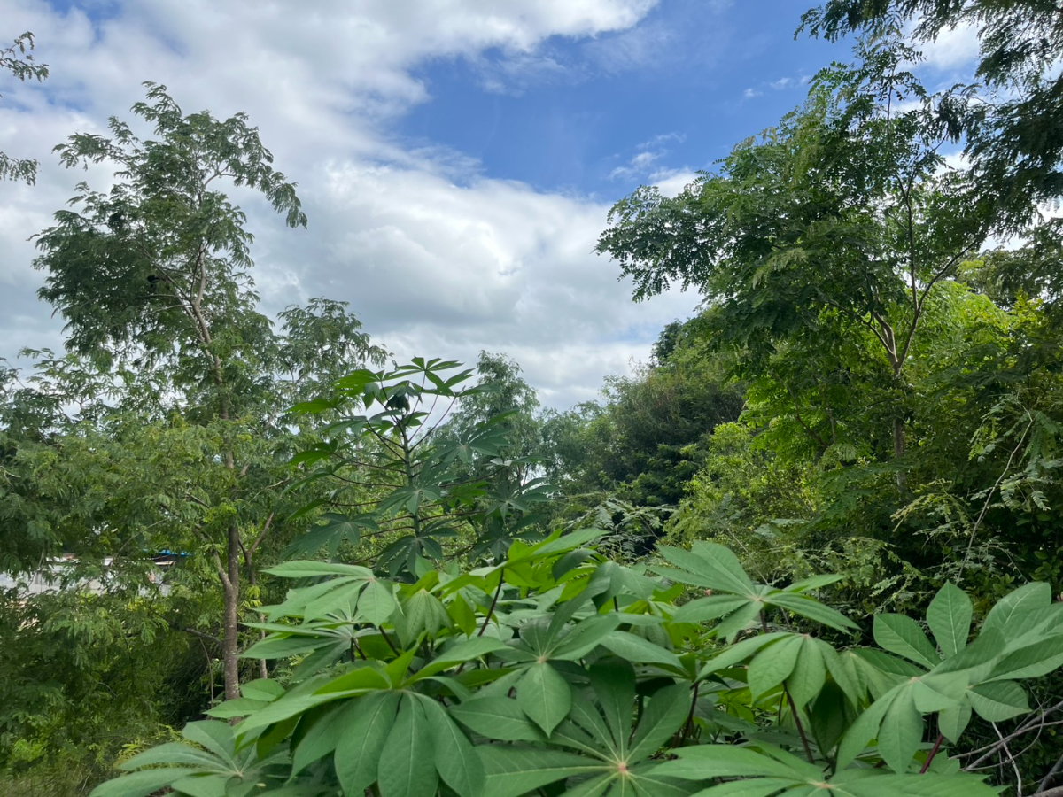 รูป ขายที่ดินถมแล้ว 1 ไร่ ล้อมรั้วสีเขียว มีโฉนด ด้านหน้าติดถนนหลวง ด้านหลังติดคลองธรรมชาติ - รูปที่ 13/25
