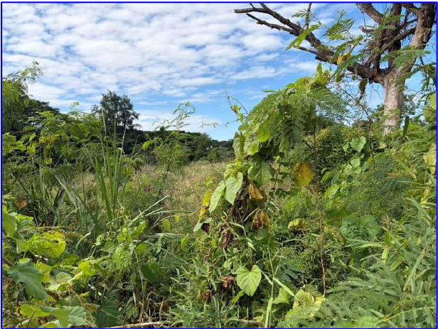 picture LAND 4000 Sq.w. Muang Nong Bua Lam Phu Nong Bua Lam Phu for 4.8M - 5/8
