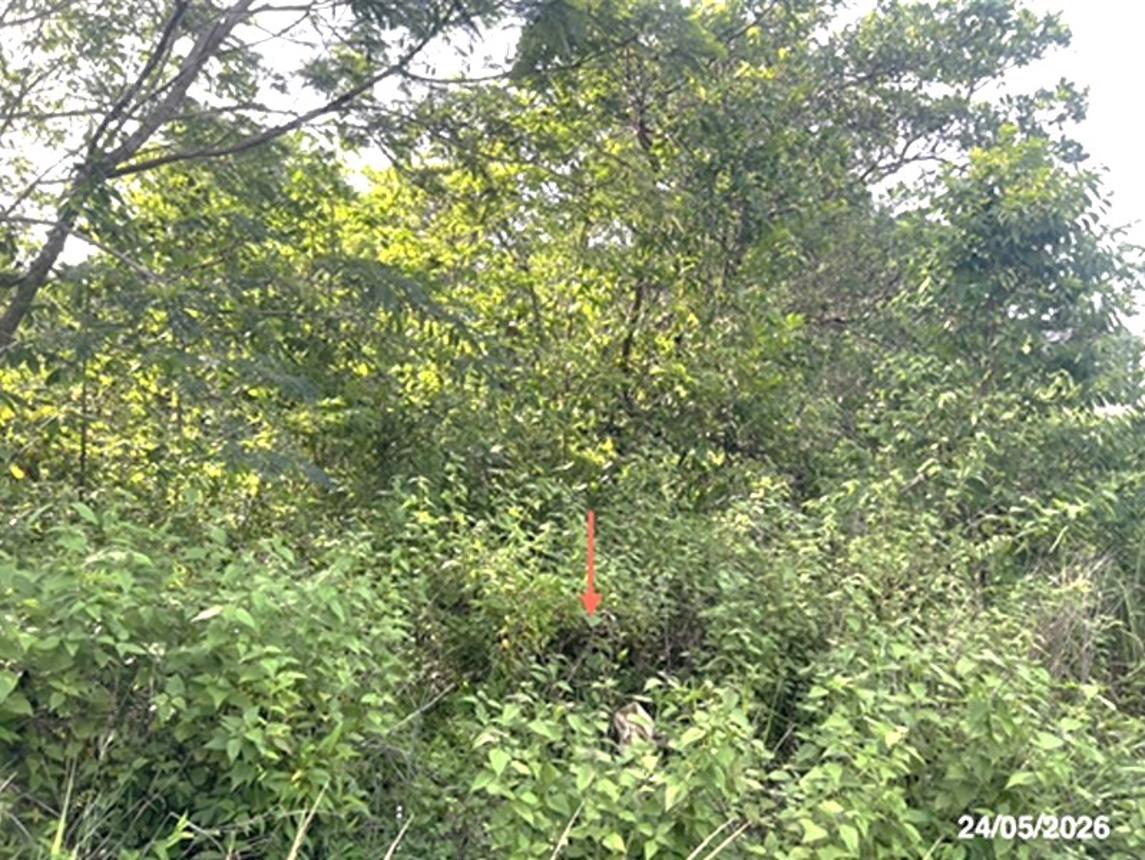 picture LAND 5451.5 Sq.w. Na Chaluai Ubon Ratchathani for 12M - 20/24