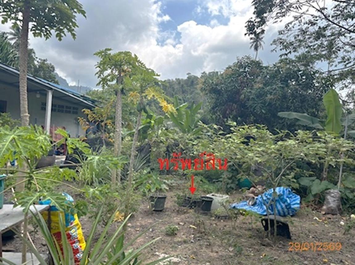 picture LAND 50 Sq.w. Ko Samui Surat Thani for 750,000 - 12/20
