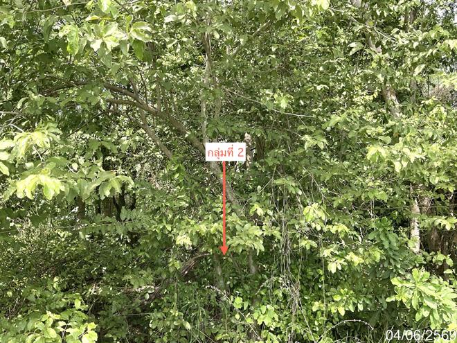 picture LAND 171.9 Sq.w. Muang Uthai Thani Uthai Thani for 627,000 - 4/12