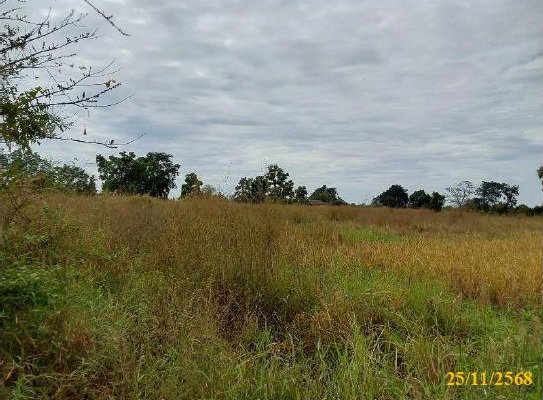 picture LAND 8125 Sq.w. Muang Nong Bua Lam Phu Nong Bua Lam Phu for 8.3M - 7/10