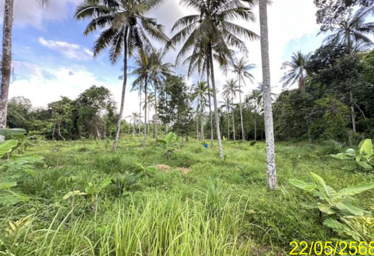 รูป ที่ดินว่างเปล่า 2280.4 ตร.วา รือเสาะ นราธิวาส 1.4M - รูปที่ 11/18