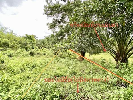รูป ที่ดินว่างเปล่า 308.1 ตร.วา วังวิเศษ ตรัง 1.8M - รูปที่ 11/14