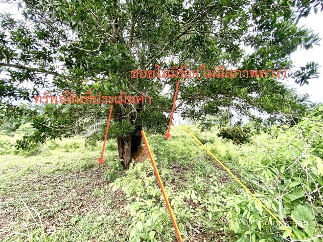 รูป ที่ดินว่างเปล่า 308.1 ตร.วา วังวิเศษ ตรัง 1.8M - รูปที่ 2/14