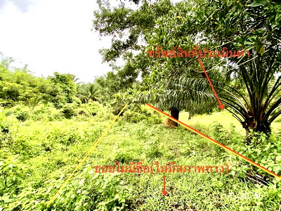 ที่ดินว่างเปล่า 308.1 ตร.วา วังวิเศษ ตรัง 1.8M
