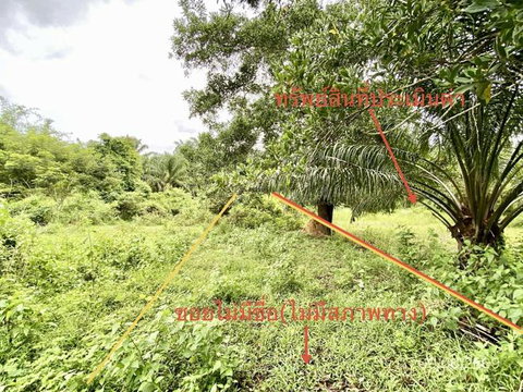 ที่ดินว่างเปล่า 308.1 ตร.วา วังวิเศษ ตรัง 1.5M