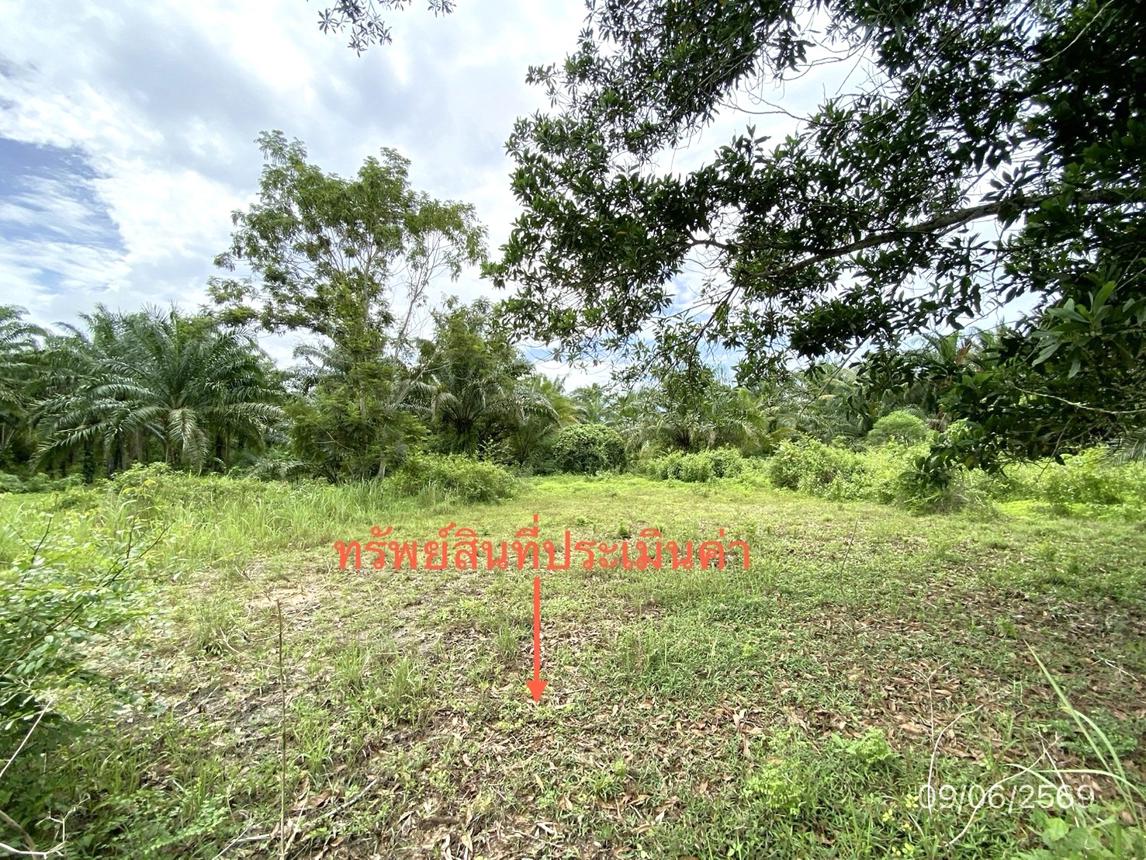 รูป ที่ดินว่างเปล่า 308.1 ตร.วา วังวิเศษ ตรัง 1.8M - รูปที่ 10/14