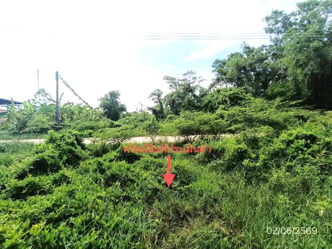 picture LAND 249 Sq.w. Singha Nakhon Songkhla for 4.5M - 7/18