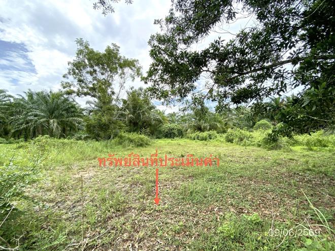 รูป ที่ดินว่างเปล่า 308.1 ตร.วา วังวิเศษ ตรัง 1.8M - รูปที่ 5/14