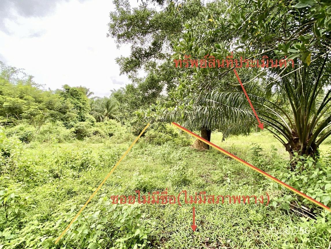 รูป ที่ดินว่างเปล่า 308.1 ตร.วา วังวิเศษ ตรัง 1.8M - รูปที่ 6/14