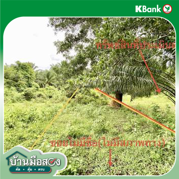 รูป ที่ดินว่างเปล่า 308.1 ตร.วา วังวิเศษ ตรัง 1.8M - รูปที่ 12/14