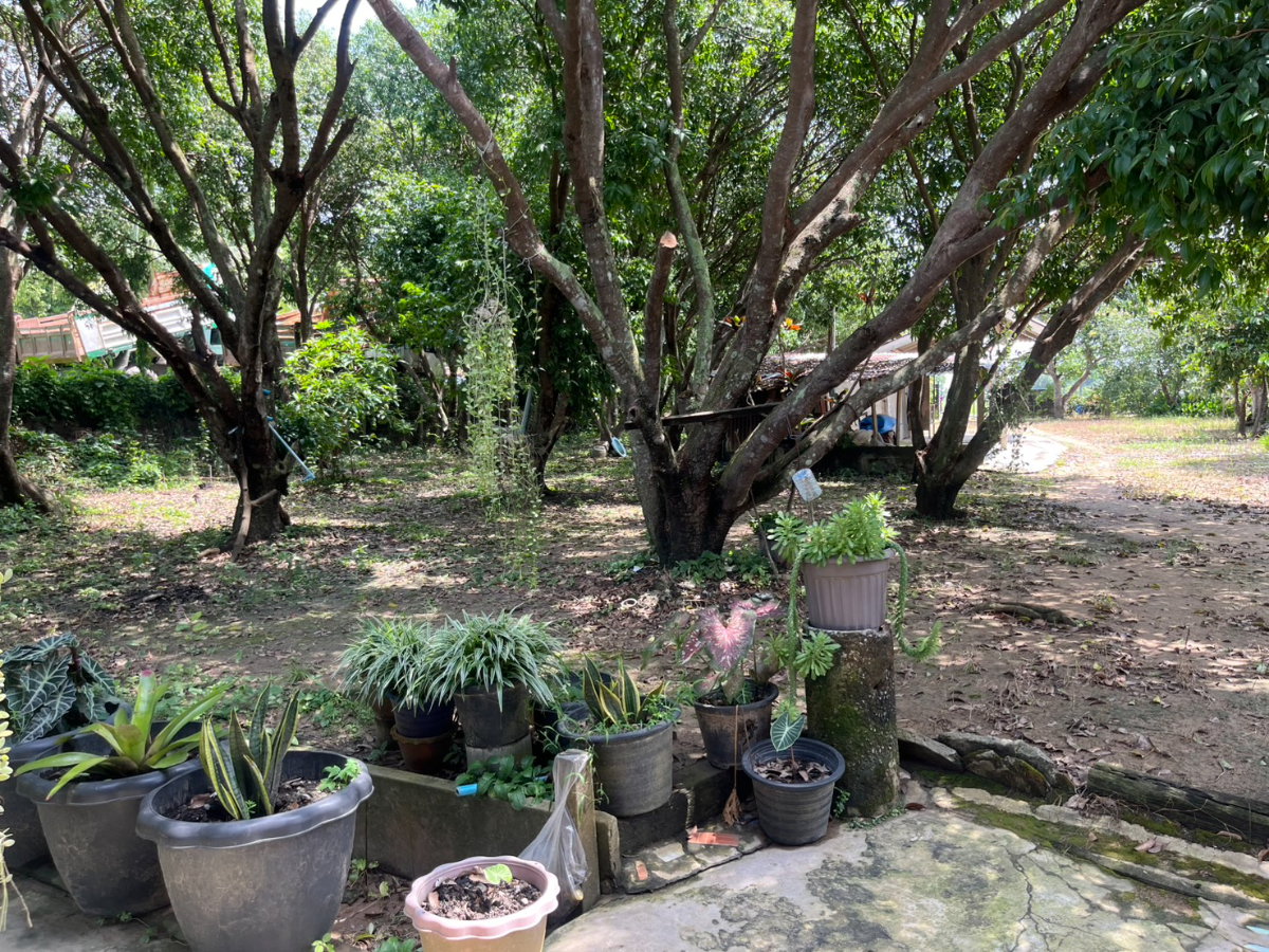 รูป ขายบ้านสวนติดแม่น้ำนครนายก (ของป้า) เนื้อที่ 1 ไร่ 73 ตารางวา ตำบลท่าช้าง อำเภอเมืองนครนายก  - รูปที่ 41/43