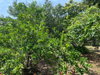 listing thumbnail image 24