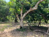 listing thumbnail image 11