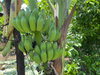 listing thumbnail image 34