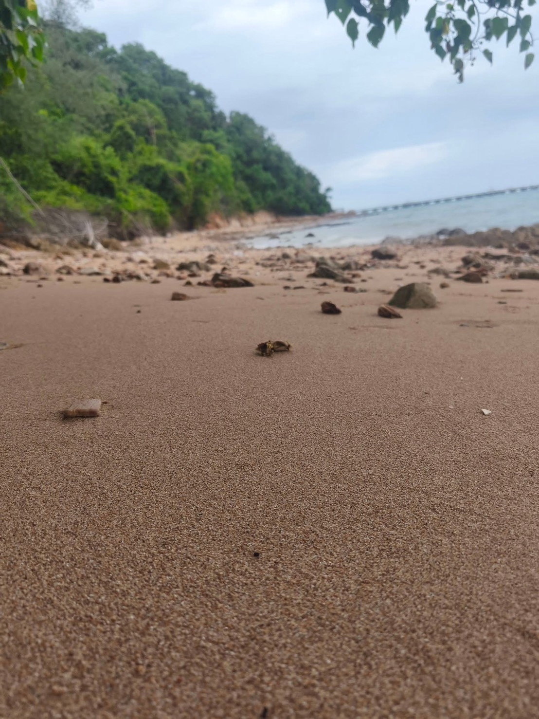 ขายที่ดิน ติดทะเล ศรีราชา 12ไ ร่ ชายหาดลับ ต้องนั่งเรือเข้าไป