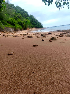 Land for sale Si Racha Chonburi : landforsale on the beach sriracha